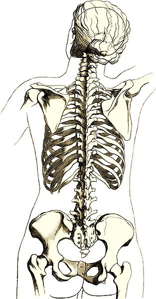 File:Skeleton woman back.jpg