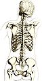 Drawing of the reverse of a female skeleton giving an impression of the location relative to surface markings