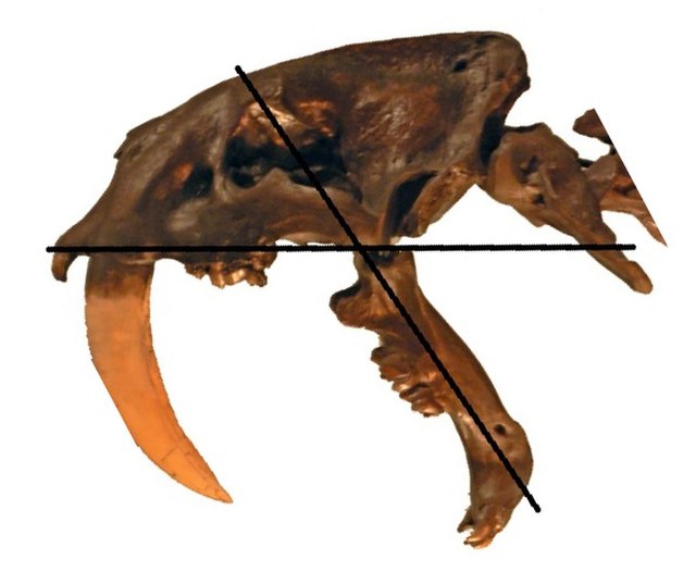 Skull of Smilodon fatalis at maximum gape (128°)