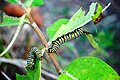 Monarch butterfly caterpillars