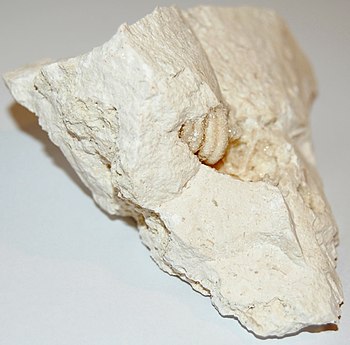 Fossil of snail with quartz.