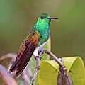 * Nomination Snowy-bellied hummingbird (Amazilia edward niveoventer), Panama--Charlesjsharp 08:21, 23 July 2019 (UTC) * Promotion  Support Good quality. --GRDN711 11:17, 23 July 2019 (UTC)  Support Good quality. --Nabin K. Sapkota 16:06, 25 July 2019 (UTC)