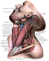 Veine jugulaire en lien avec les muscles du cou