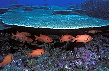 Soldierfish, Baker Island NWR Soldierfish, Baker Island NWR.jpg