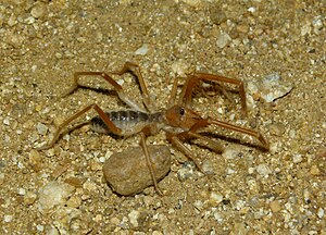 Male Galeodes sp. (Daroji, India)