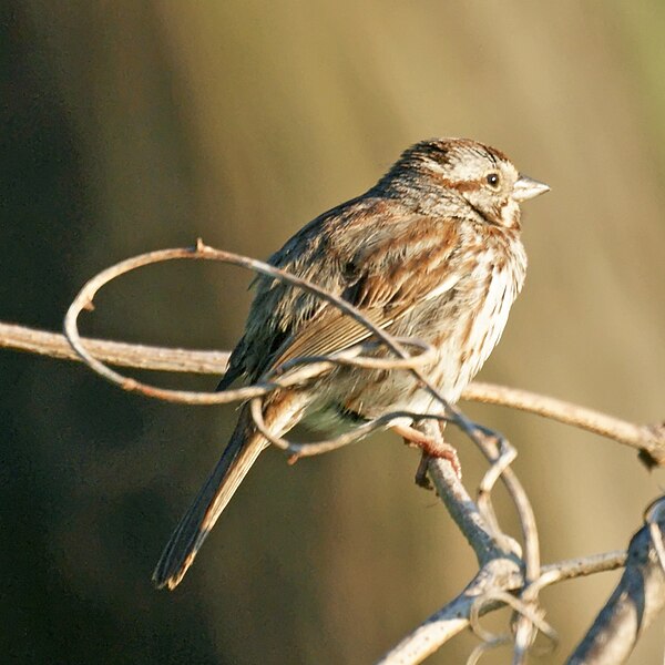 File:Song Sparrow (4605329508).jpg