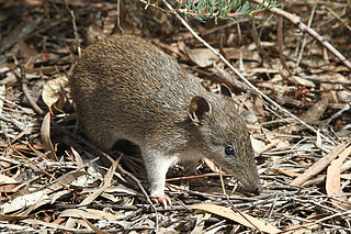 Southern brown bandicoot species of mammal