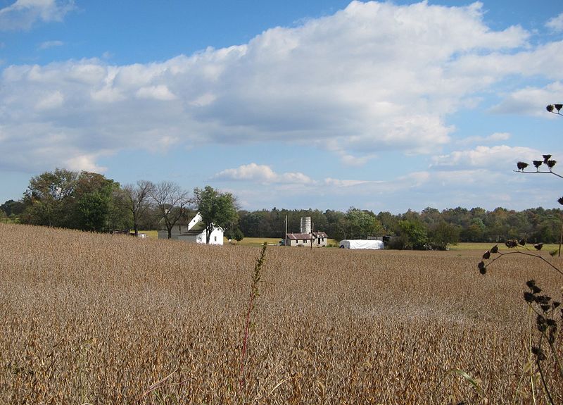 File:Soybeans ready for harvest - panoramio.jpg
