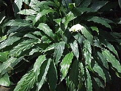 Description de l'image Spathiphyllum wallisii a3.jpg.