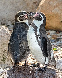 Spheniscus humboldti (tučňák Humboldtův – tučňáci Humboldtovi) – Weltvogelpark Walsrode 2013-01.jpg