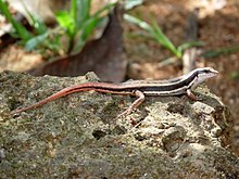 Sphenomorphus dussumieri at Kadavoor.jpg