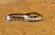 Early instar caterpillar.