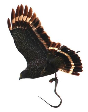 Spilornis holospilus