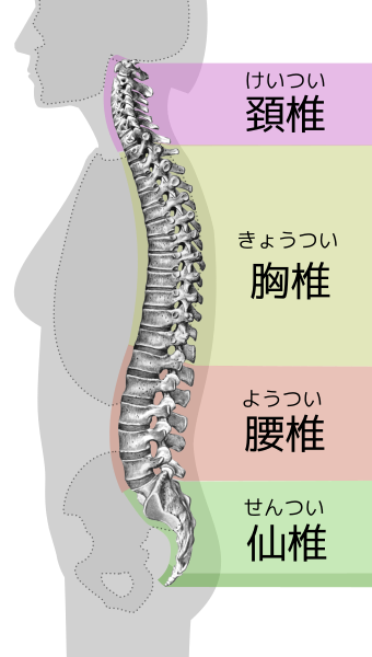 File:Spinal column curvature-ja.svg