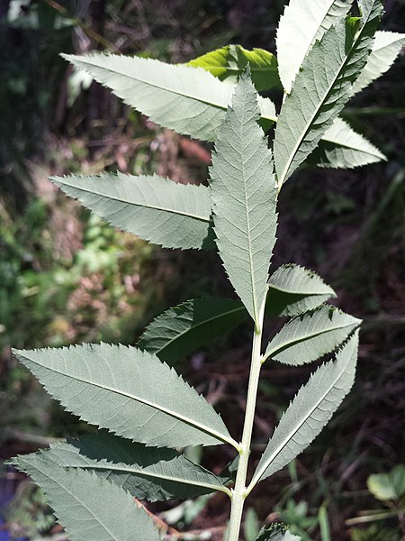File:Spiraea salicifolia sl18.jpg