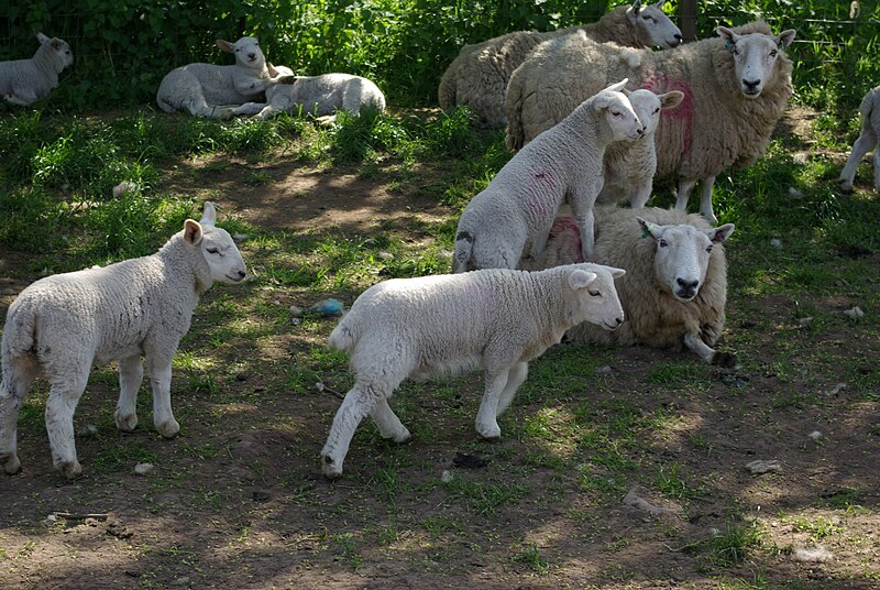 File:Spring Lambs by Nick 6.jpg