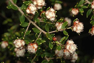 <i>Spyridium buxifolium</i> Species of shrub