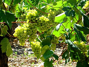 St. Sadurni d'Anoia - white grapes.jpg