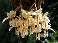 Stanhopea ruckeri