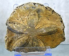 File:Starfish fossil. From? Period? Erbil Stones and Gems Museum, Erbil Citadel, Hawler, Iraq.jpg (Category:Asteroidea)