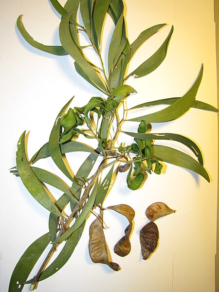 File:Starr-110226-1690-Acacia aulacocarpa-branch with seedpods-MISC Piiholo-Maui (25050347416).jpg