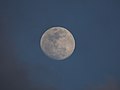 Starr-150401-0456-Tournefortia argentea-full moon-Charlie Barracks Sand Island-Midway Atoll (24642291124).jpg