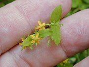 Starr 020803-0003 Hypericum mutilum.jpg