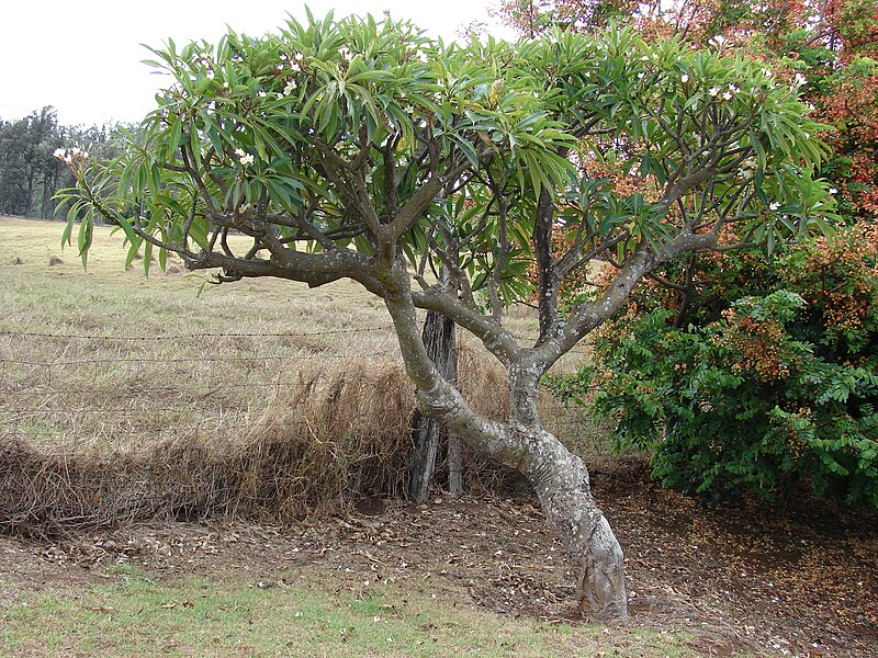 File:Starr 060928-0486 Plumeria rubra.jpg