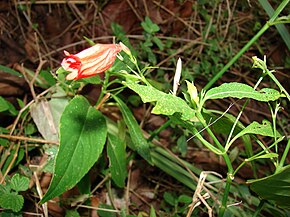 Описание изображения Starr 070403-6363 Ruellia brevifolia.jpg.