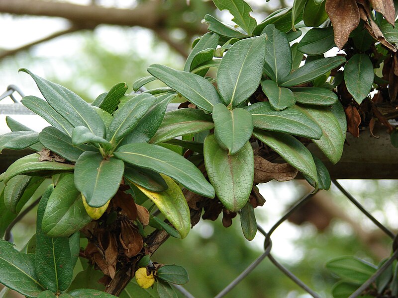 File:Starr 070906-8621 Lonicera japonica.jpg