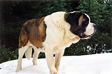 Saint Bernard History: The Original Rescue Dogs of the Italian-Swiss Border  – American Kennel Club