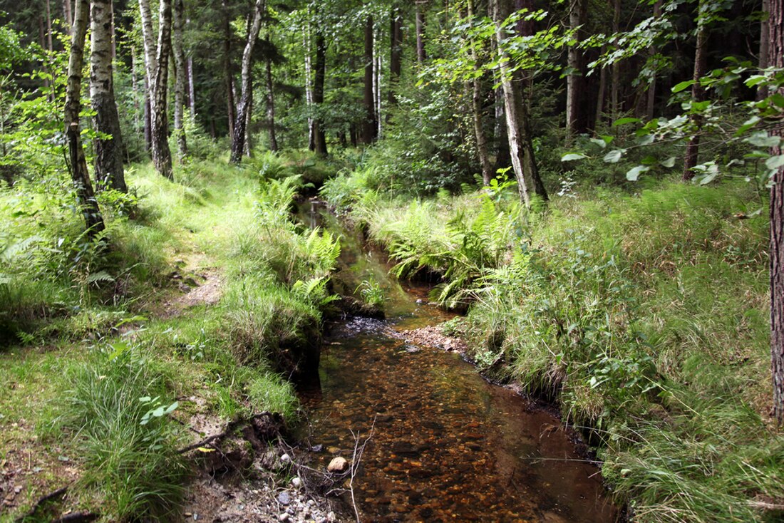 Steinbach (Große Röder)