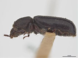 <i>Stephanopachys cribratus</i> Species of beetle