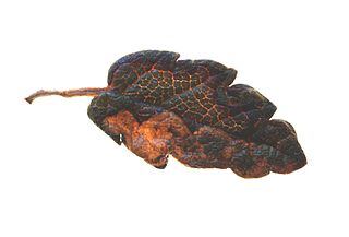 <i>Stigmella dryadella</i> Species of moth