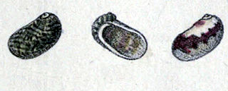<i>Stomatella varia</i> Species of gastropod
