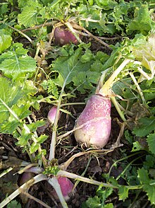 Navets dans un potager.