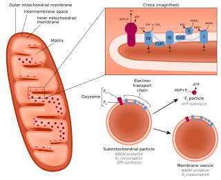 <span class="mw-page-title-main">Submitochondrial particle</span>