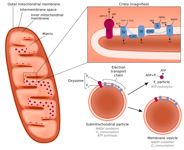 Simplified cross-section of a mitochondrion and a submitochondrial particle, showing the particle's inverted membrane orientation. Whereas whole submitochondrial particles can perform oxidative phosphorylation yielding ATP, destabilized particles lacking F1 particles consume oxygen and oxidize NADH without synthesizing ATP, and free F1 particles catalyze the hydrolysis of ATP into ADP. Submitochondrial particles.svg