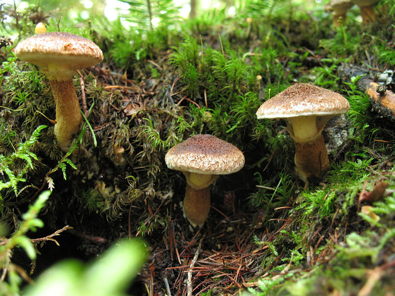 File:Suillus cavipes (7980825666).jpg