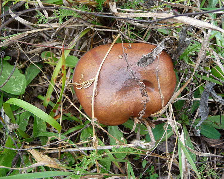 File:Suillus luteus 2010 G2.jpg