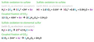 <span class="mw-page-title-main">Microbial oxidation of sulfur</span>