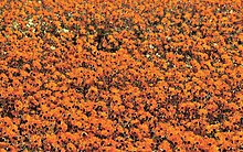 Surafrica, Namaqualand 12.jpg