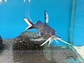 Miniatura per Synodontis granulosa