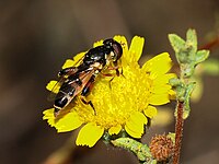 Syritta pipiens (Syrphidae)