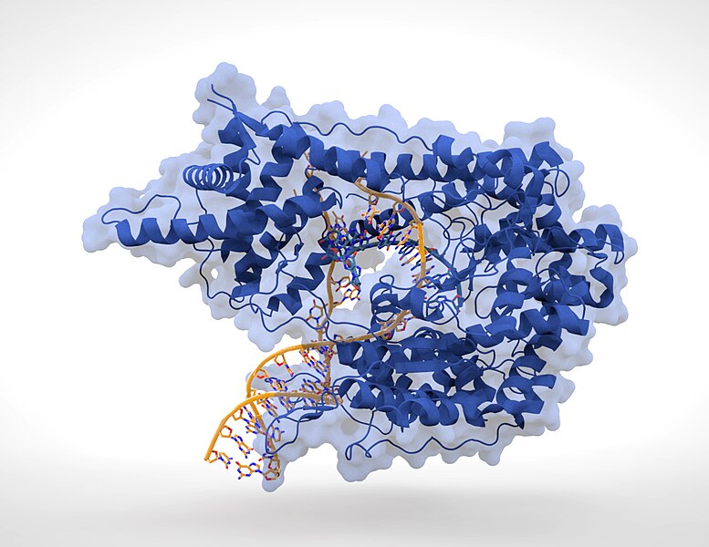 File:T7 RNA polymerase.jpg