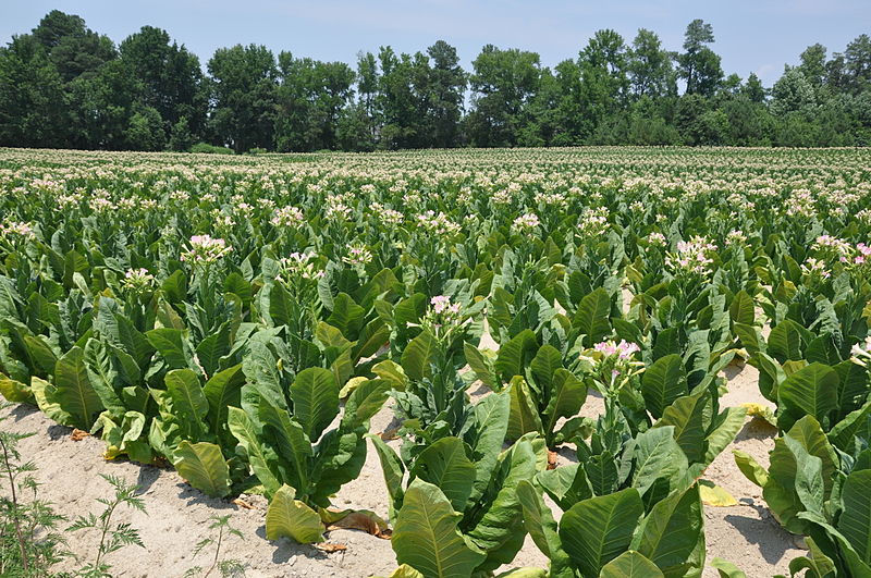 File:Tabacco Field.jpg