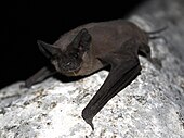 A photograph of a Mexican free-tailed bat. It is brown with large wings and a distinct tail.