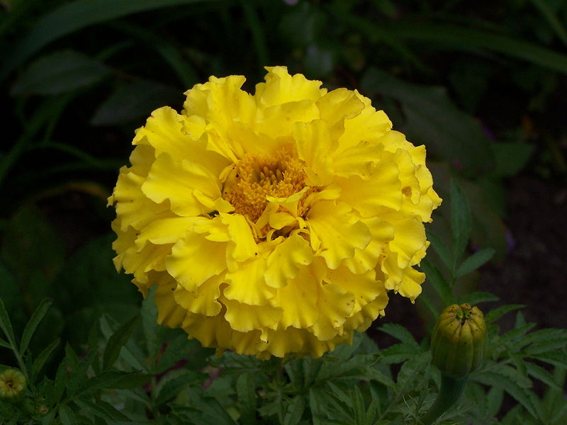 File:Tagetes erecta 01.JPG