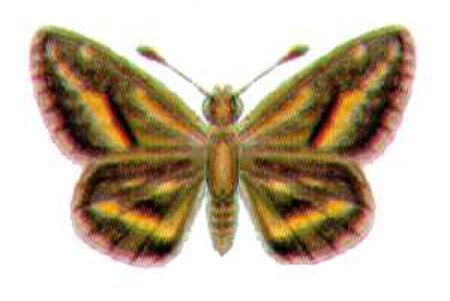 Taractrocera_papyria