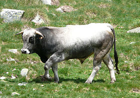 Taureau Gascon des Pyrénées